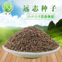 远志种子发芽率95%6斤/亩耐寒耐干旱适应能力强