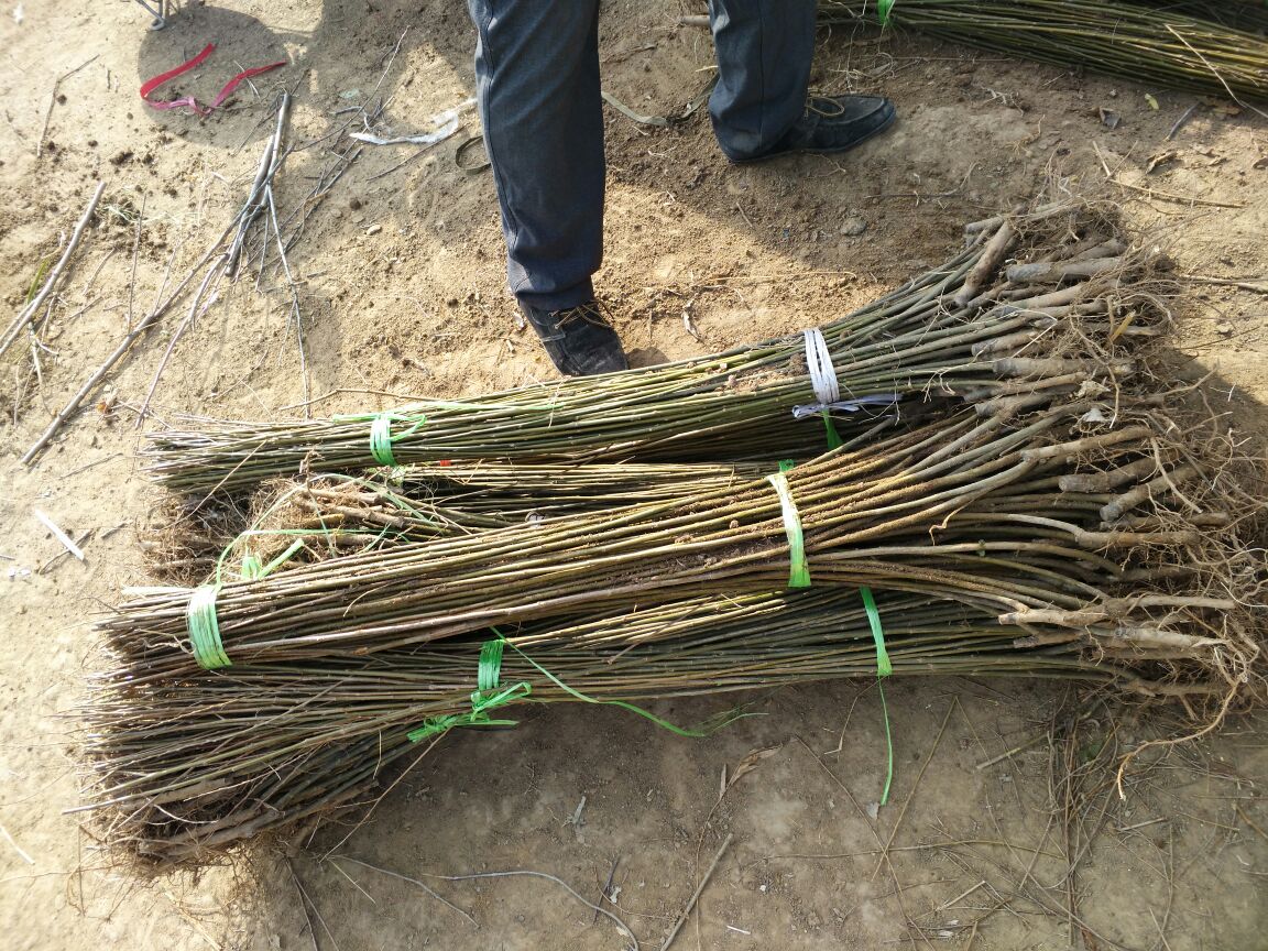 展示三种典型牵引方式:垂直牵引、45度斜向牵引、近水平牵引,配以箭头标注枝条走向与绑扎点位置,背景为浅灰色网格线 藤本月季牵引方式示意图