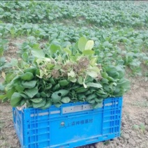 蔬菜