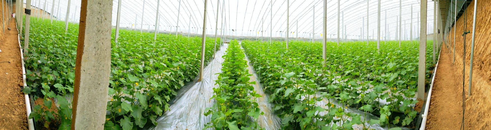 现代化旱黄瓜种植基地航拍图