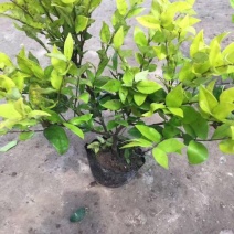 金森女贞4cm以下