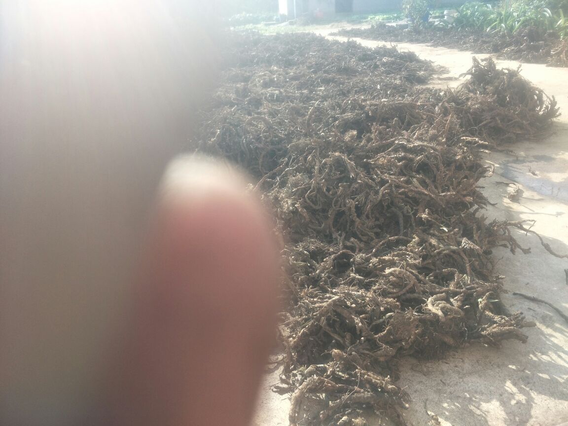 蒲公英与熟地黄的草药搭配图