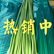 【精品】蒜苔(白帽、红帽）冷库直销.货源充足.随到随装