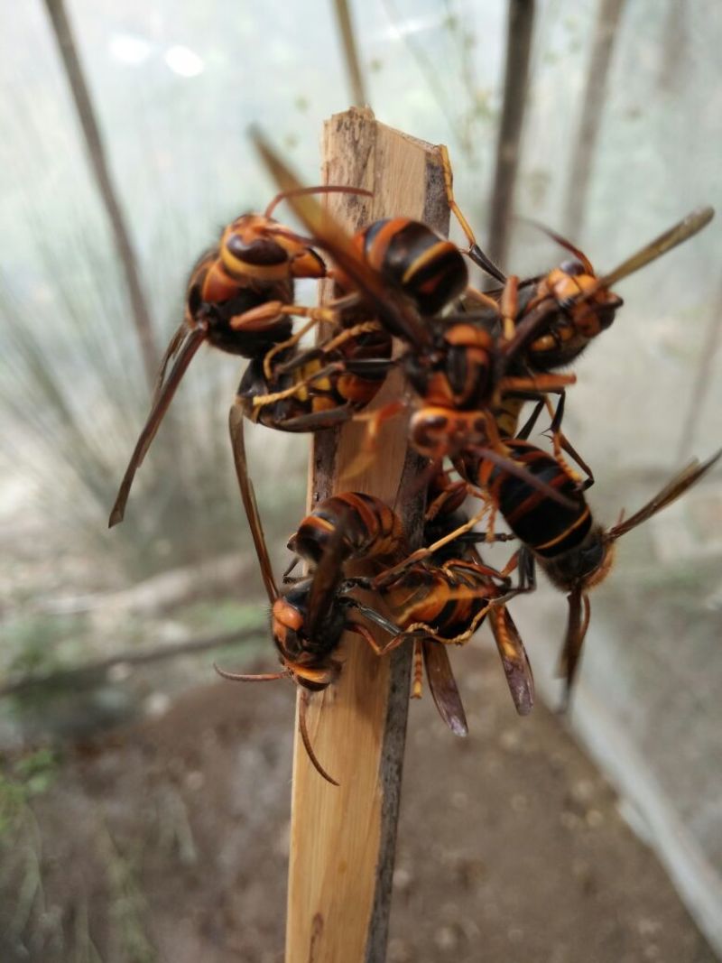 胡蜂黄脚蜂王,全程控王控雄,一对一交配