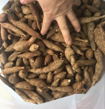 牛大力 (野生黑小牛,如图)保质保量 量大从优 可视频看货