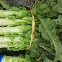 精品莴苣，云南红叶香莴苣基地直发对接批发量大价优欢迎来电