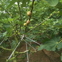 无花果树2.5~3m
