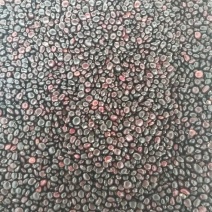 牛大力种子中叶黑豆