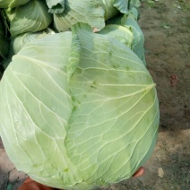 扁包菜1到2公斤，京丰一号，质量好，价格优