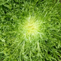 苦菊15~25cm可视频看货或实地考察看货
