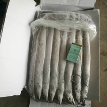 刀鱼食用冰鲜鱼