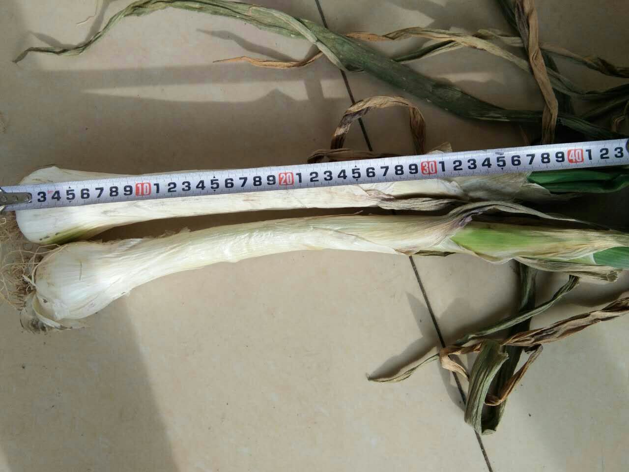 展示小鸡腿与大鸡腿大葱的植株与葱白形态对比,清晰区分两者在高度、葱白长度和直径上的差异 鸡腿大葱品种对比图