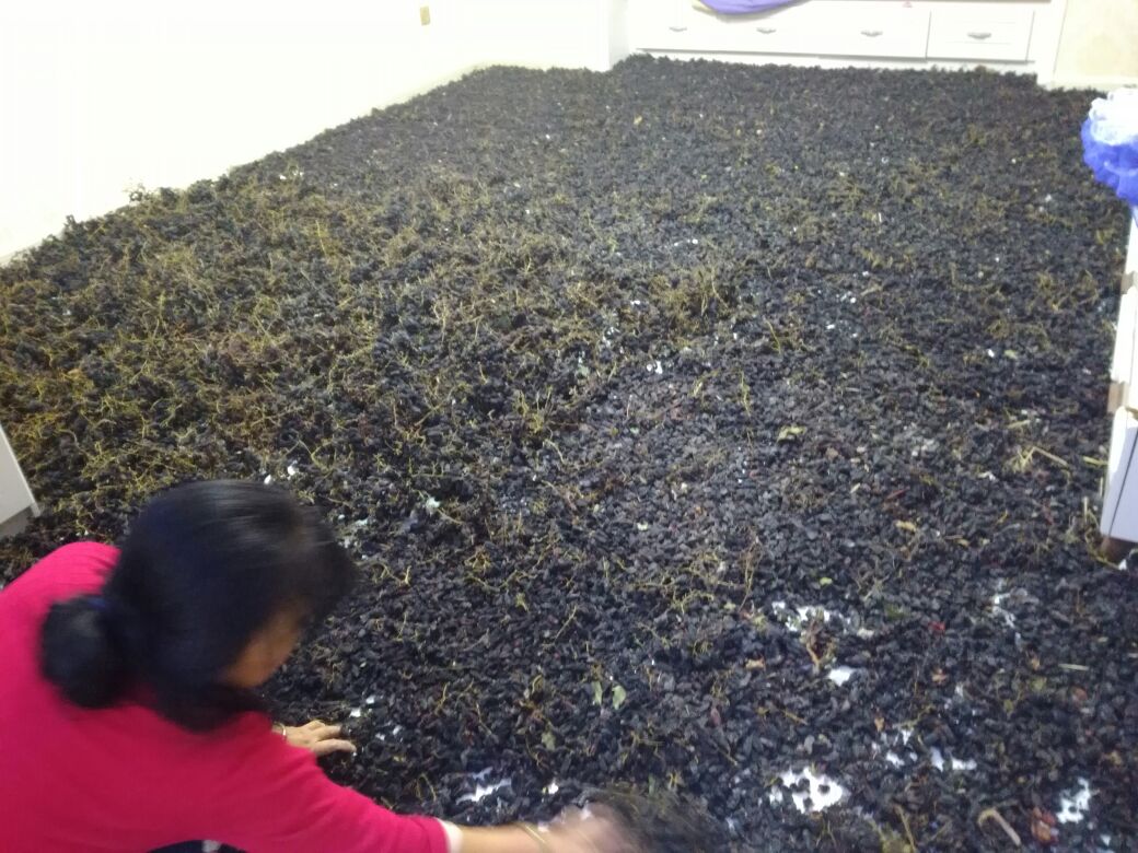 葡萄清洗过程图示