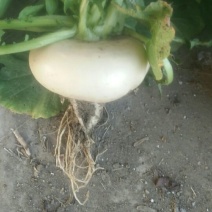 无添加盘菜应季供应超高性价比