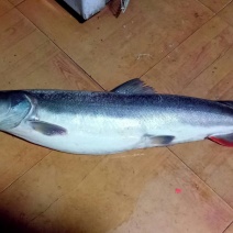 江鲤鱼食用2~3公斤
