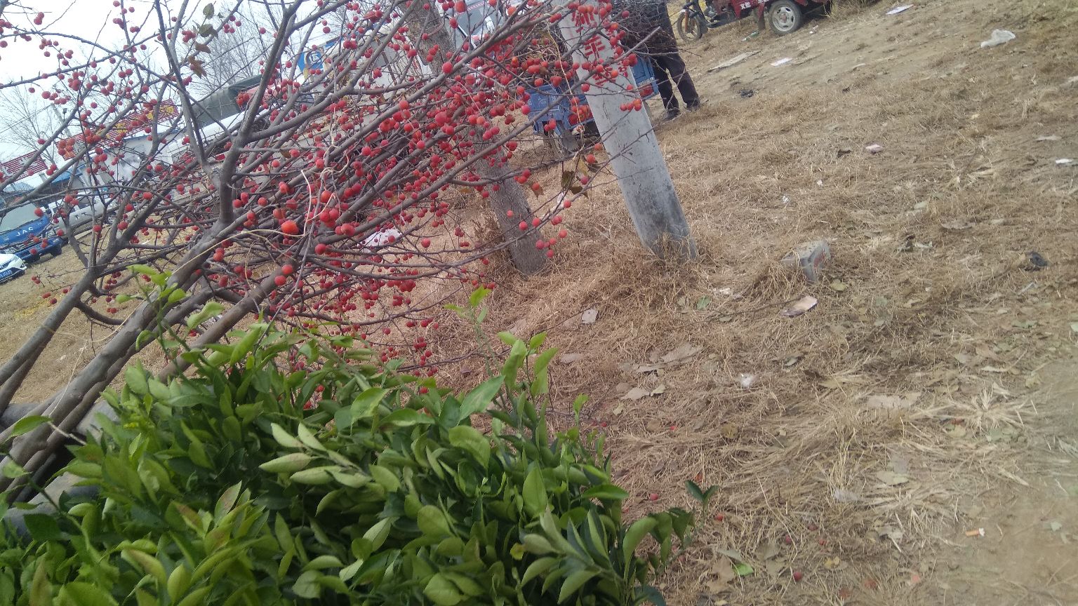 杏树挂果实景图,展示杏果自然生长在枝条上的状态 杏树结果实景图
