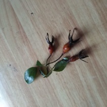 刺梨鲜