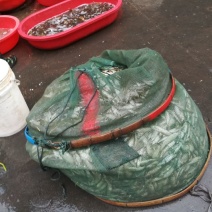 鲫鱼食用