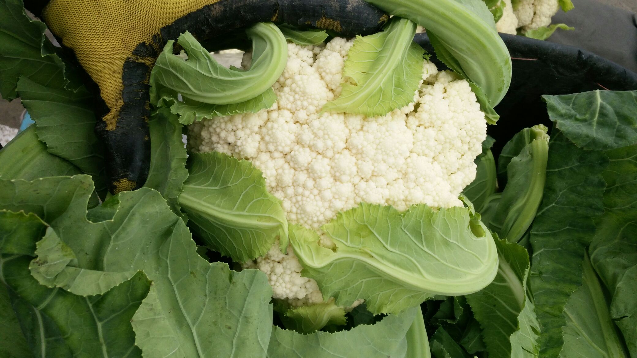 超市货架上整齐摆放的白面青梗松花菜,花球朝上,茎部修整干净,置于白色托盘中,背景为生鲜区冷柜,标签注明‘有机青梗松花菜’,周围有水雾效果,突出新鲜感 市场销售中的白面青梗松花菜陈列图