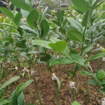 香水柠檬苗30~50cm