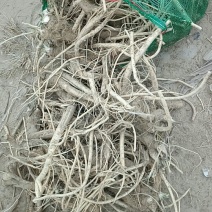 辣根5~6两