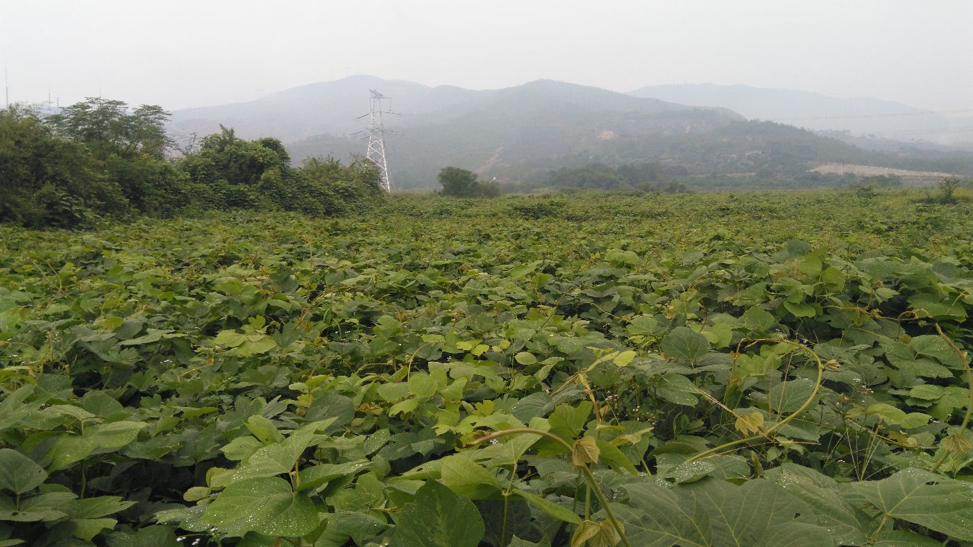 葛根泡水示意图