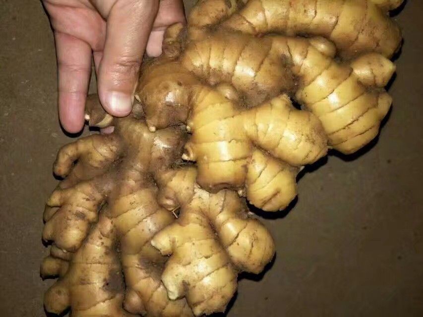 一块表皮粗糙、呈黄褐色的老姜根茎,表面有明显的节状突起和须根痕迹,切面为淡黄色,质地紧实,边缘可见纤维纹理,背景为木质砧板,旁边摆放一把中式厨刀 老姜特写照片
