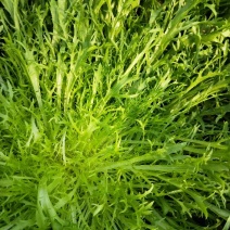 苦菊15~20cm