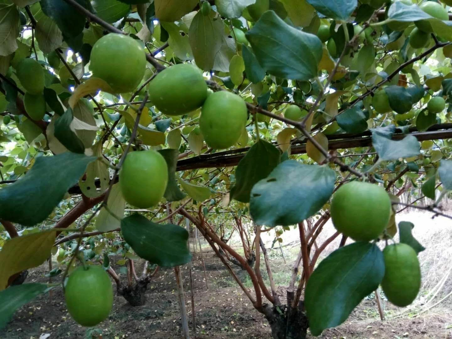 台湾青枣果园实景图,展示青枣成熟状态下的果实与枝叶 台湾青枣果园实景图