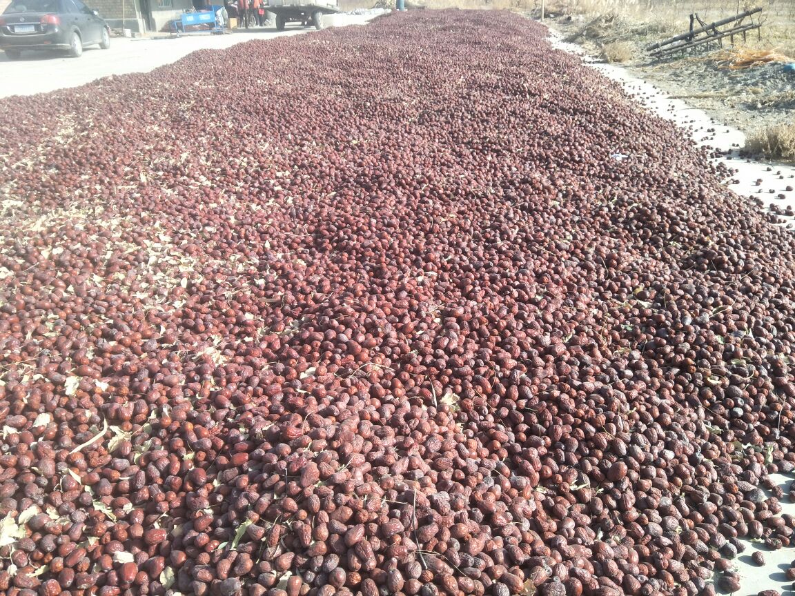 新疆骏枣的采摘与晾晒过程