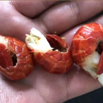 小龙虾虾尾