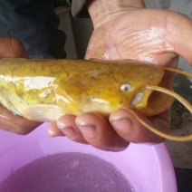 大口鲶籽鯰