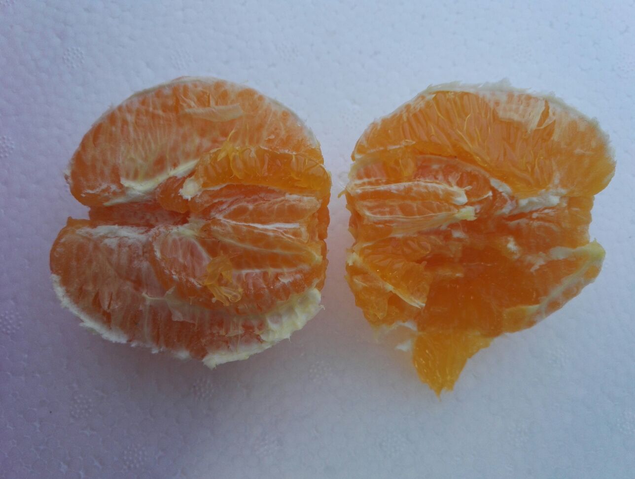 金堂脐橙果肉切片特写,展示果肉饱满、汁水丰富的特点 金堂脐橙果肉切片特写