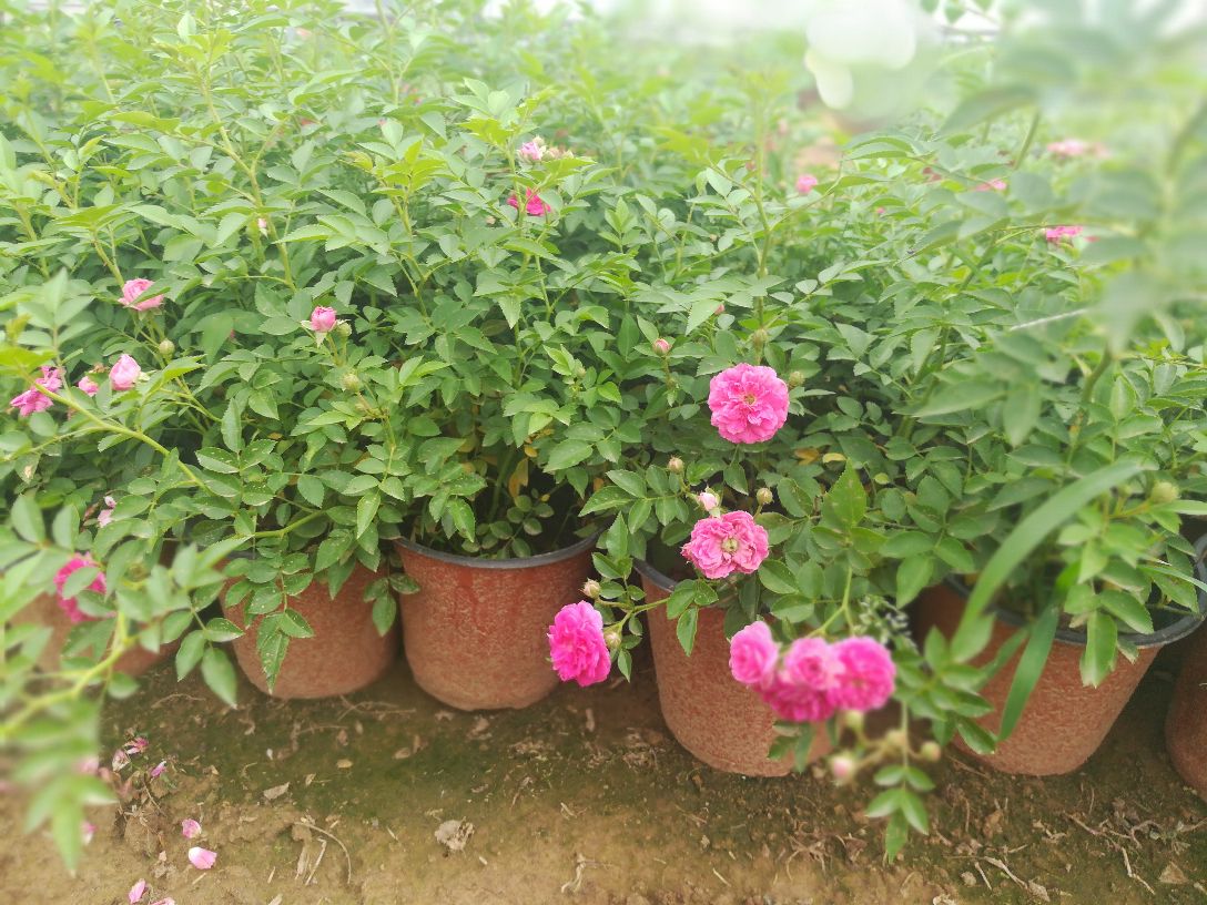 小女孩月季盆栽特写