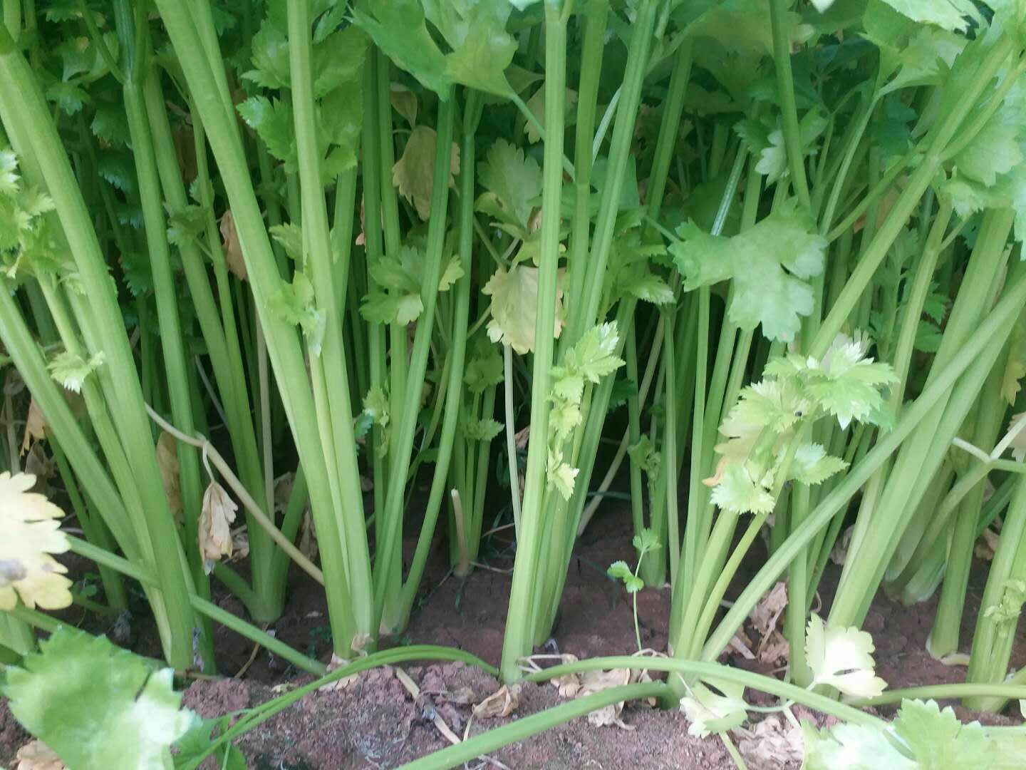 云南高原香芹种植基地航拍图