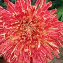 菊花苗开封名菊