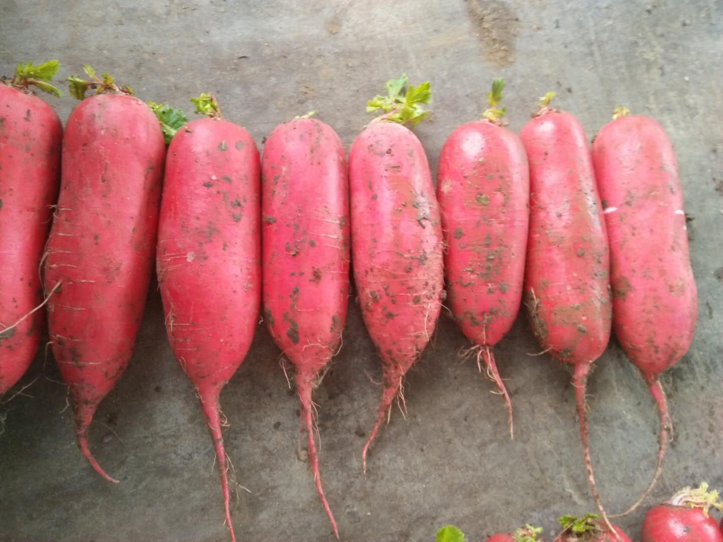 挑选新鲜红皮白心萝卜