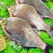 三角鲂食用冻鱼25~30cm