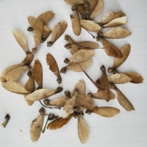 鸡爪槭树苗种子绿化彩色树种子林木种子小叶鸡爪槭种子