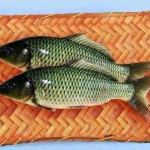 鲤鱼0.5公斤以下食用