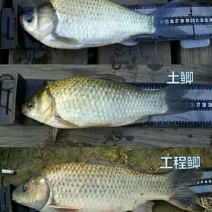 鲫鱼鱼苗