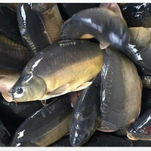 裸鲤鱼食用0.5~1公斤