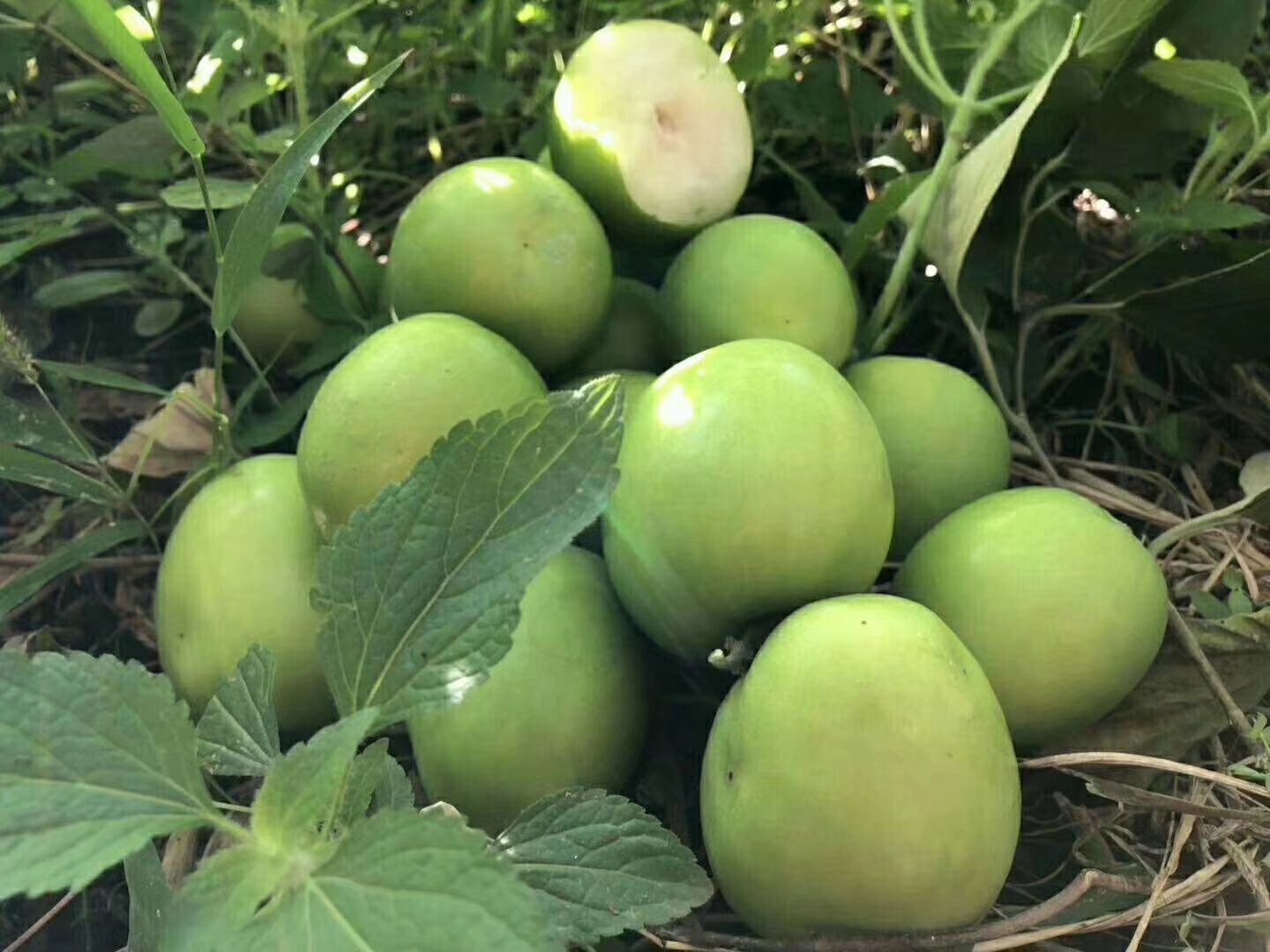 桃蜜青枣特写照片