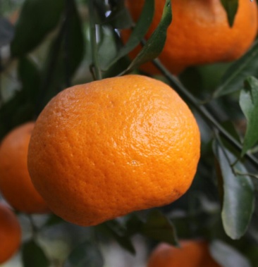 [椪柑批发]椪柑,柑橘芦柑橘子桔子10斤装九斤货包邮价格29.