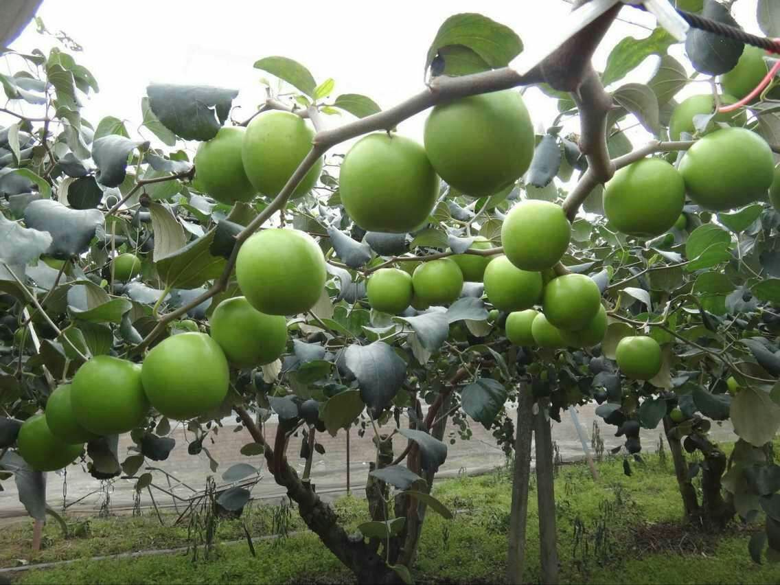 一颗新鲜采摘的台湾青枣,果皮呈翠绿色至浅黄色,表面光滑有光泽,切开后果肉洁白清透,质地紧实,背景为田园果园环境,阳光柔和,突出果实的新鲜与自然生长状态 台湾青枣特写