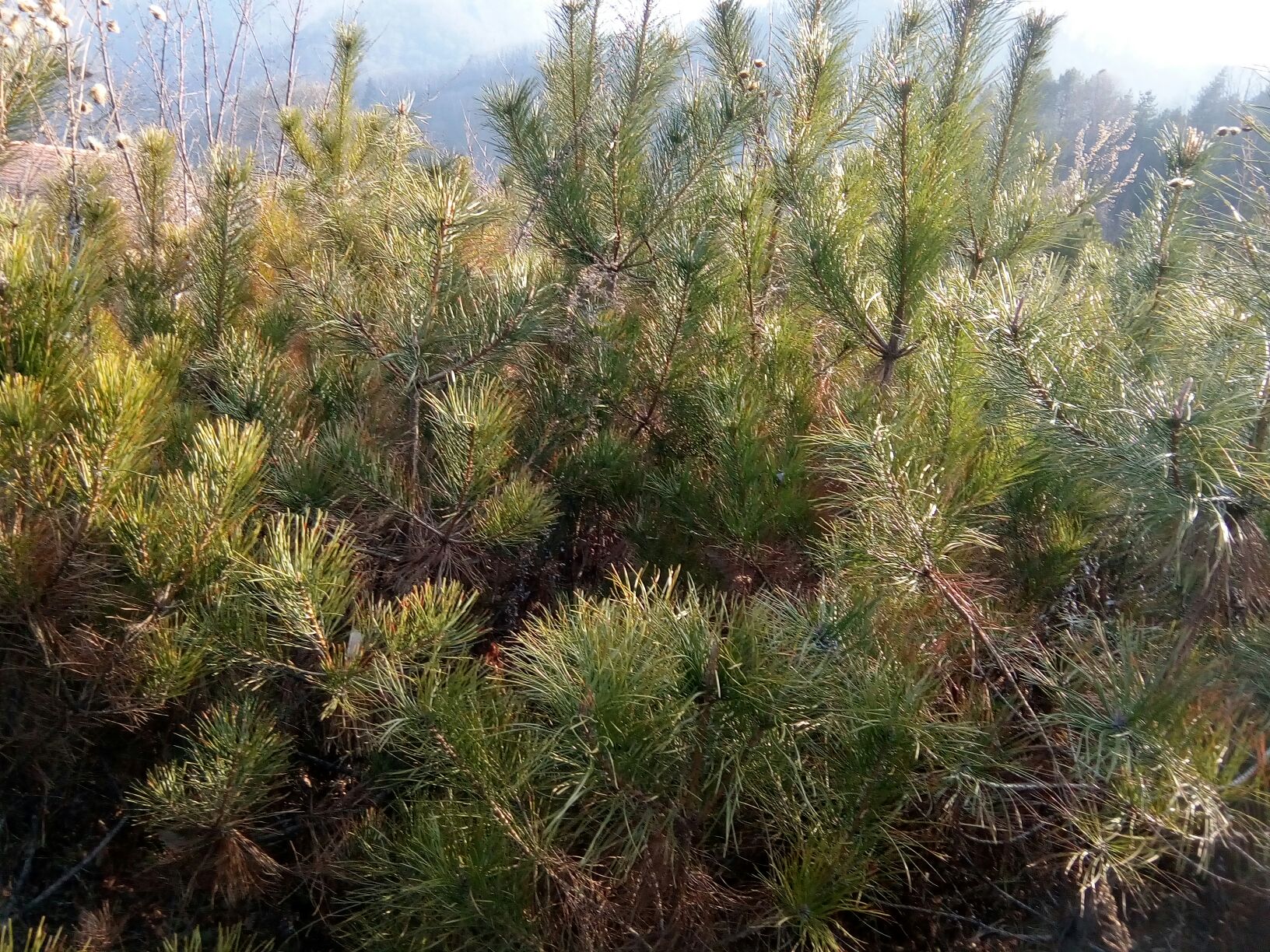 一片广袤的油松林,树木高大挺拔,树干呈红褐色并带有纵向裂纹,树冠浓密呈伞状,阳光透过针叶洒下斑驳光影,地面覆盖着枯落的针叶和少量苔藓,背景为秋季山地景观 油松林全景图