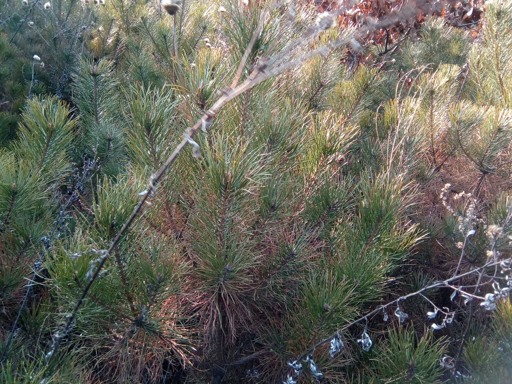 松茸生长在松树林下的腐殖土中