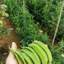 刀豆10cm以下