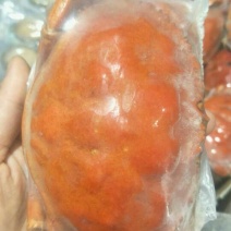 黄金蟹400~600g/只