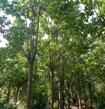 楸树15公分货源充足